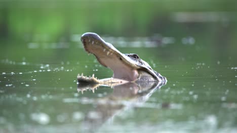 An-Alligator-Opens-Its-Jaws-While-Swimming-In-The-Florida-Everglades