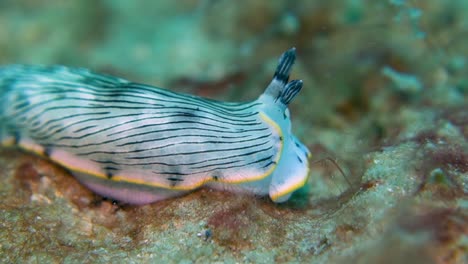 Weiß-schwarz-Gestreifte-Nacktschnecken-Seeschnecke-Bewegt-Sich-Schnell-über-Den-Algen-Meeresboden