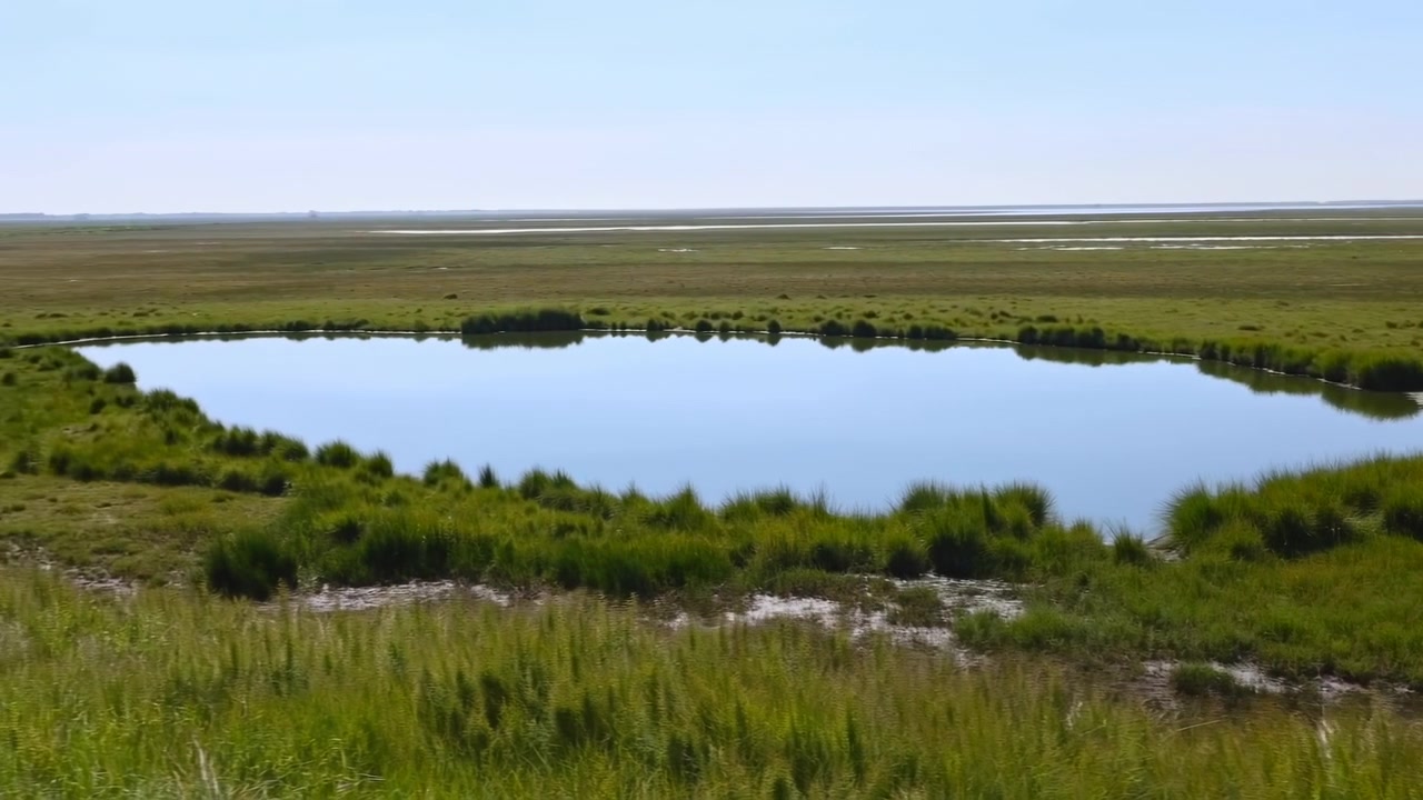 La telecamera effettua una lenta panoramica verso sinistra attraverso una palude tranquilla, mentre l'acqua blu immobile riflette il cielo luminoso, incorniciata da erbe rigogliose, bordi fangosi, canali sparsi e ampie pianure che si estendono in lontananza