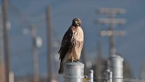 Die-Schönheit-Der-Natur:-Rotschwanzbussard-Thront-Im-Goldenen-Licht