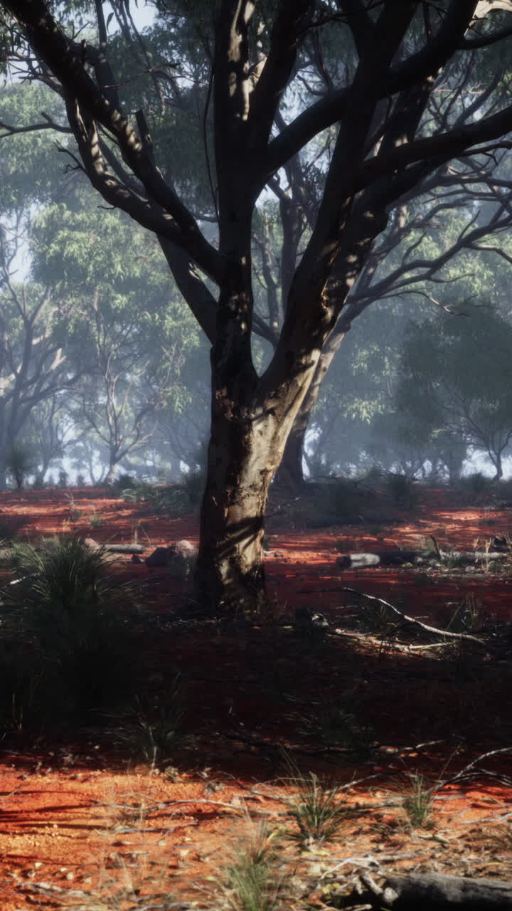 아침 안개 속 에 있는 오스트레일리아 의 유칼립투스 숲