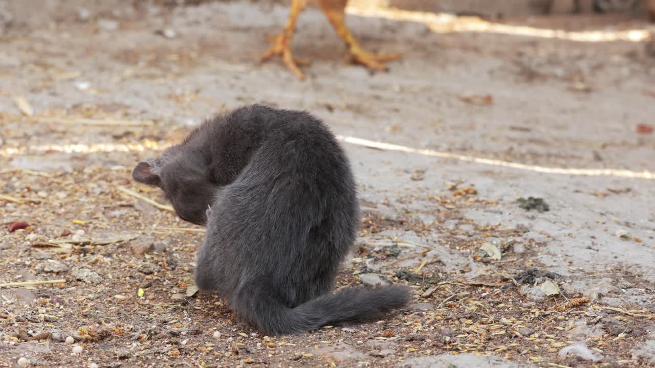 스스로 청소하는 길 잃은 어린 회색 고양이의 뒷모습