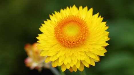 a vibrant yellow daisy in full bloom