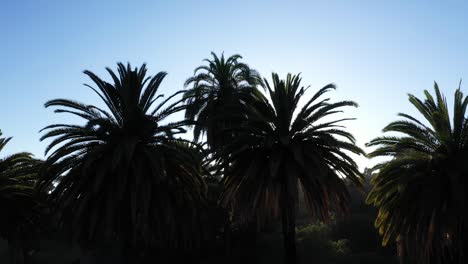 Toma-De-Un-Dron-De-Una-Gran-Palmera-Que-Se-Desplaza-A-La-Izquierda-Durante-La-Hora-Dorada-De-La-Puesta-De-Sol-Con-El-Sol-Asomándose-A-Través-De-Una-Palmera-Y-Un-Cielo-Azul-Claro-En-Los-ángeles,-Parque-De-California