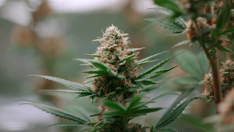 a cannabis plant shaking in bright outdoor condition, static, closeup shot