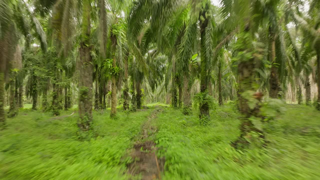 vuelo rápido a través del bosque de palmeras de la selva en tailandia, krabi