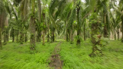 Schneller-Flug-Durch-Den-Dschungelpalmenwald-In-Thailand,-Krabi