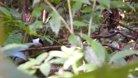 Saltarines-De-Barba-Blanca-Encaramados-Discretamente-Entre-El-Denso-Follaje-En-El-Parque-Nacional-Tayrona,-Colombia