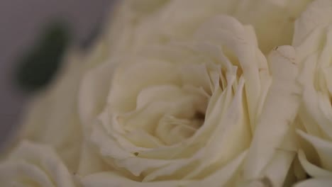 close-up of beautiful white roses