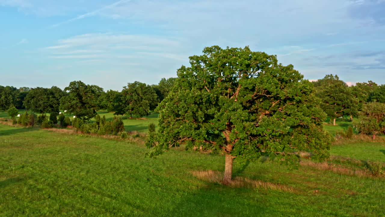 Beautiful Summer Day, Epic Light Over Meadow with Big Green Trees - Backwards Dolly Shot