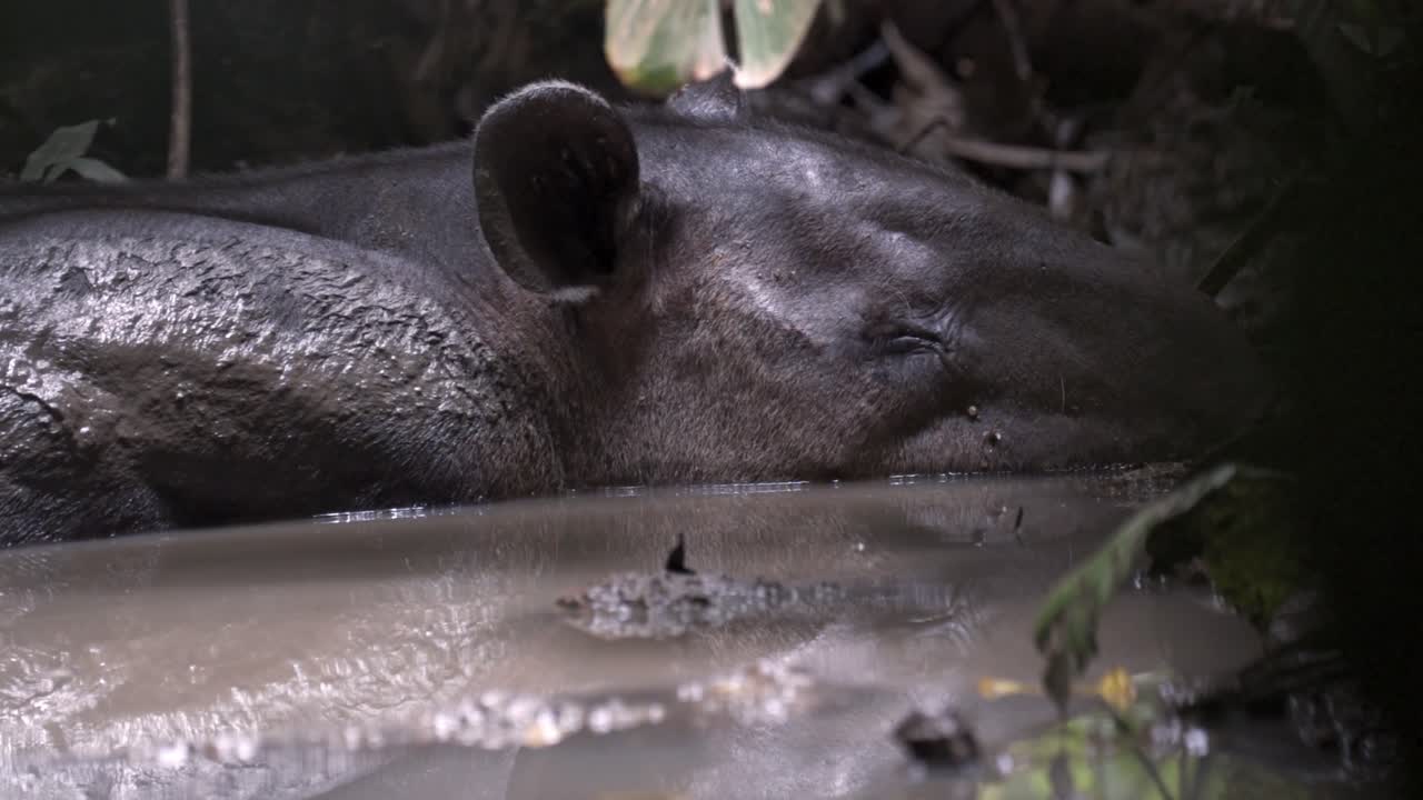 A Baird's tapir (Tapirus bairdii) is captured resting and cooling off in a muddy pool at Sirena sector in Corcovado, Costa Rica