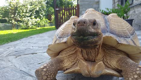 close-up low-angle pov of walking big sulcata turtle