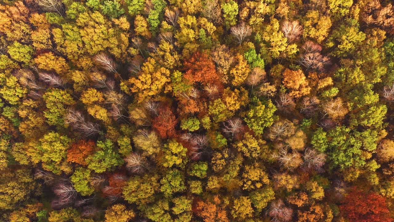 Wood and trees in autumn, aerial view,Aerial view of an endless woodland with beautiful colors during fall season. Travel and nature concept