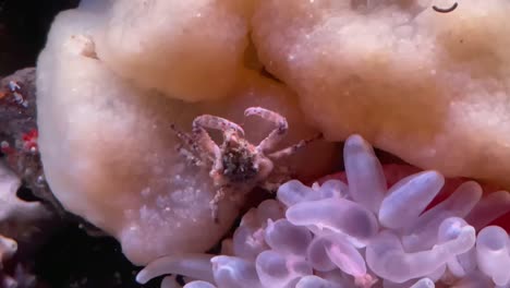 a tiny decorator crab camouflaging itself in its ocean environment