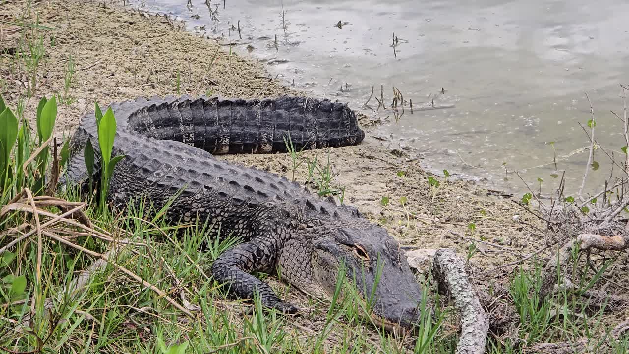 An alligator rests still on a grassy riverbank beside murky water. Captured in a natural wetland environment, showcasing its full body and camouflaged posture.