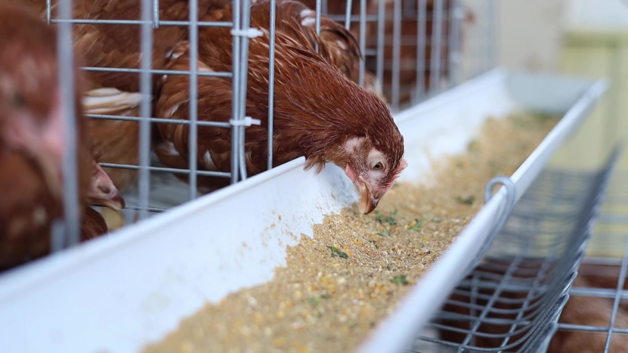 Braune Legehennen fressen gierig in einem Käfigsystem, moderne Geflügelfarm