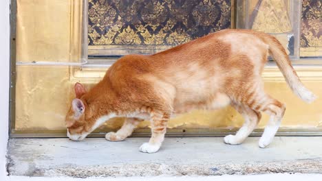 a cat investigates surroundings at wat pho, bangkok