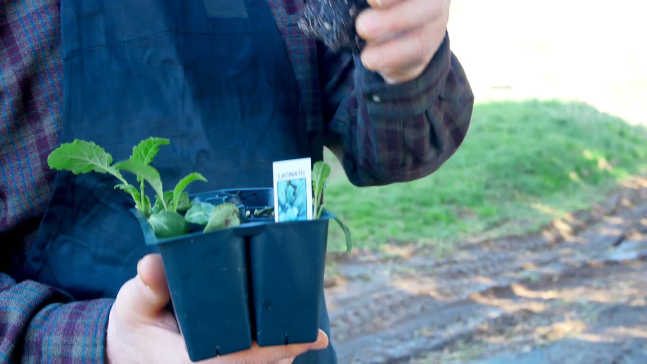 sección media de un hombre sosteniendo una planta 4k