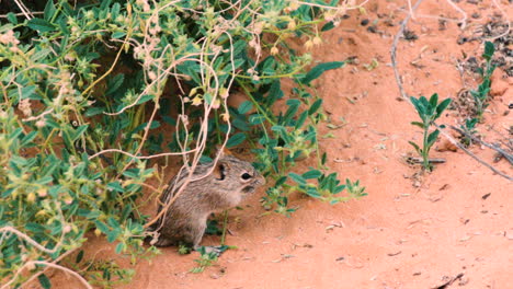 four-striped grass mouse feeding on blossoms of a bush