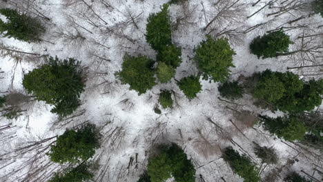 beautiful winter forest with dead and green pine trees