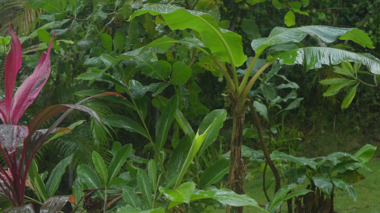 panorámica de la planta tropical dracaena mahatma y las gotas de lluvia, en cámara lenta