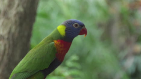 Close-up-of-rainbow-lorikeets--flying-away