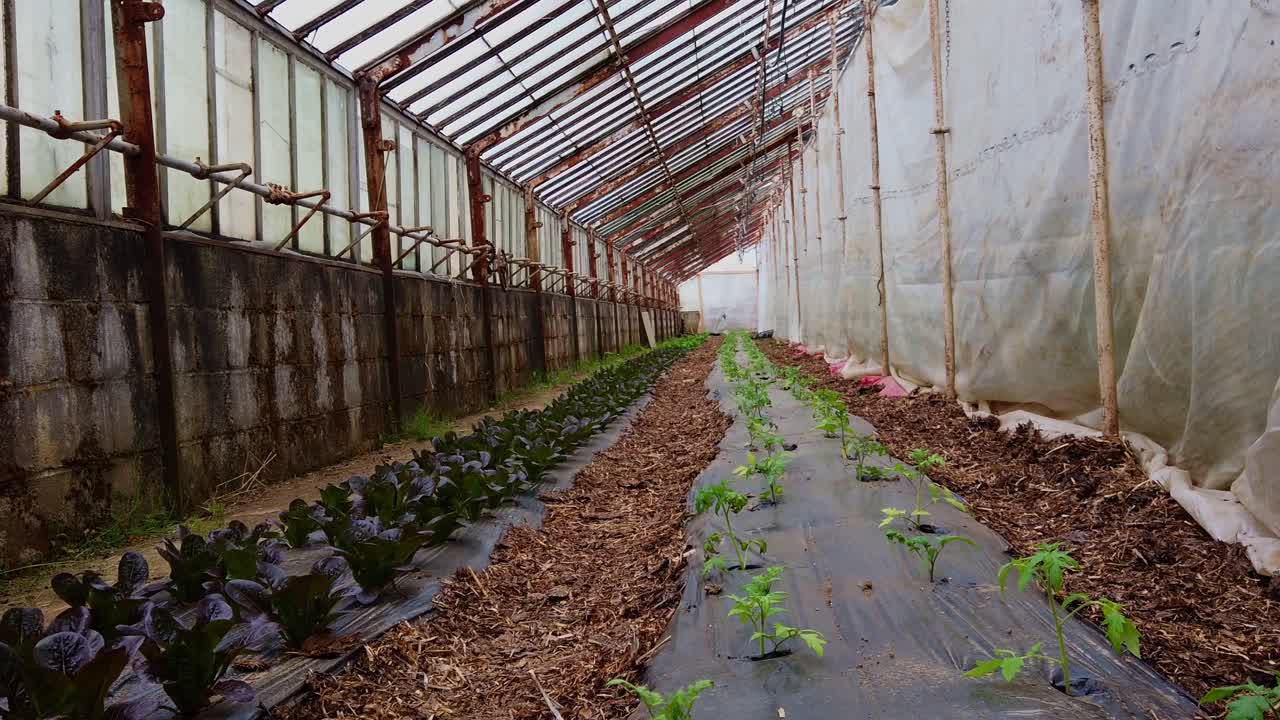 젊은 토마토 식물이 재배되고 있는 가난한 사람의 온실