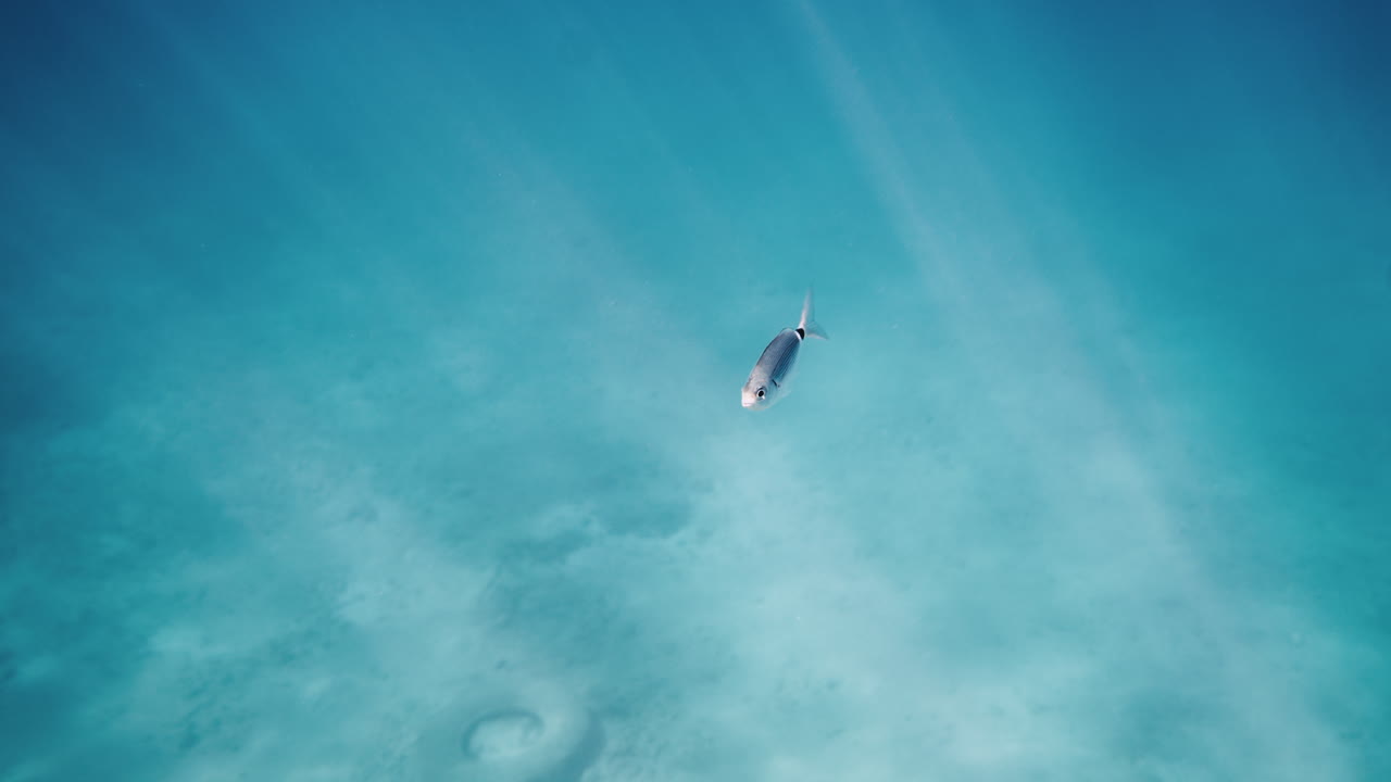 Small Fish in Turquoise Water