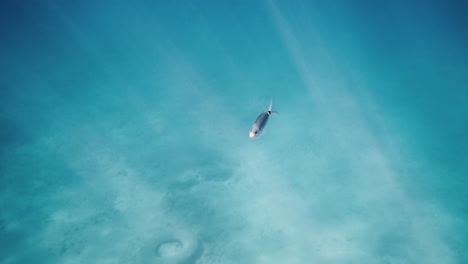 small fish in turquoise water
