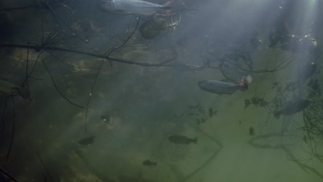 school of piraputangas under a fig tree in a river in the brazilian pantanal, in south america