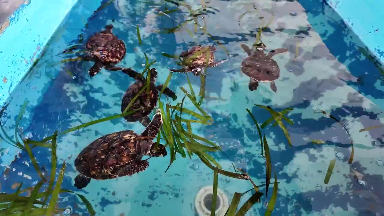Ripresa in tilt-up di tartarughe marine neonate salvate che si nutrono di posidonia sargasso all'interno di una vasca di riabilitazione prima del rilascio nel Mar dei Caraibi a Los Roques, Venezuela.