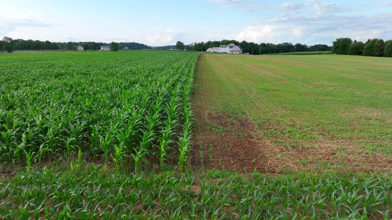 campos de maíz en el campo de estados unidos