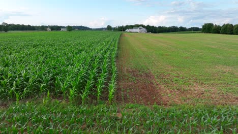 corn fields in rural usa