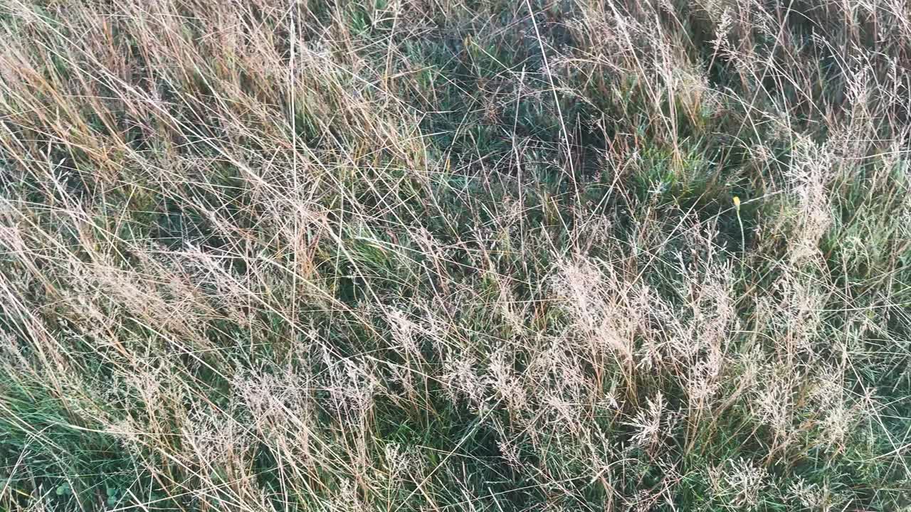 Camera slowly pans across sunlit tall grass in natural Queenstown, New Zealand meadow landscape