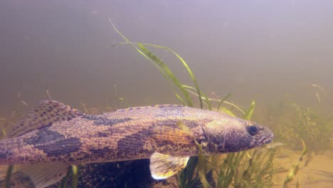 pez sauger nadando bajo el agua a cámara lenta