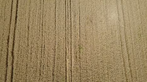 cabbage and wheat in a field