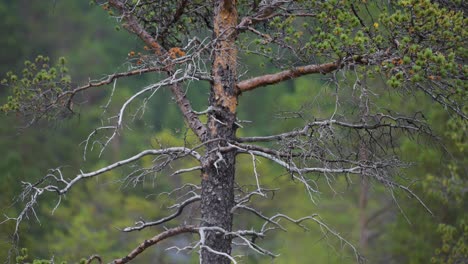 a rugged pine tree with bare, twisted branches stands alone against a backdrop of soft green forest