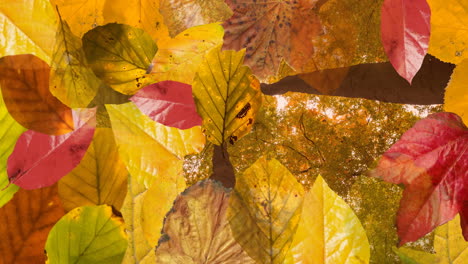 animation of layers of autumn leaves over autumn forest background