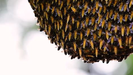 巨型蜜蜂 (giant honey bees) 建立了巨大的巢穴, 裡面有對稱的<unk>袋, 用來儲存蜂蜜作為食物來源.