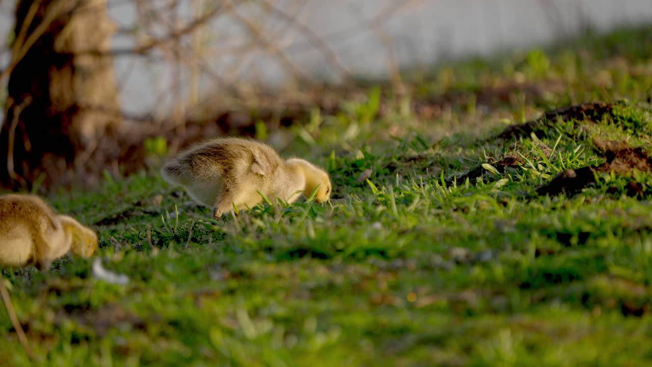 Footage of baby birds eating and playing in slow motion, set in springtime.