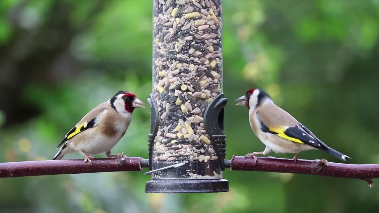 Two vibrant goldfinches grace a bird feeder, their colorful plumage glowing in natural light against a lush garden backdrop. The scene conveys a serene outdoor atmosphere