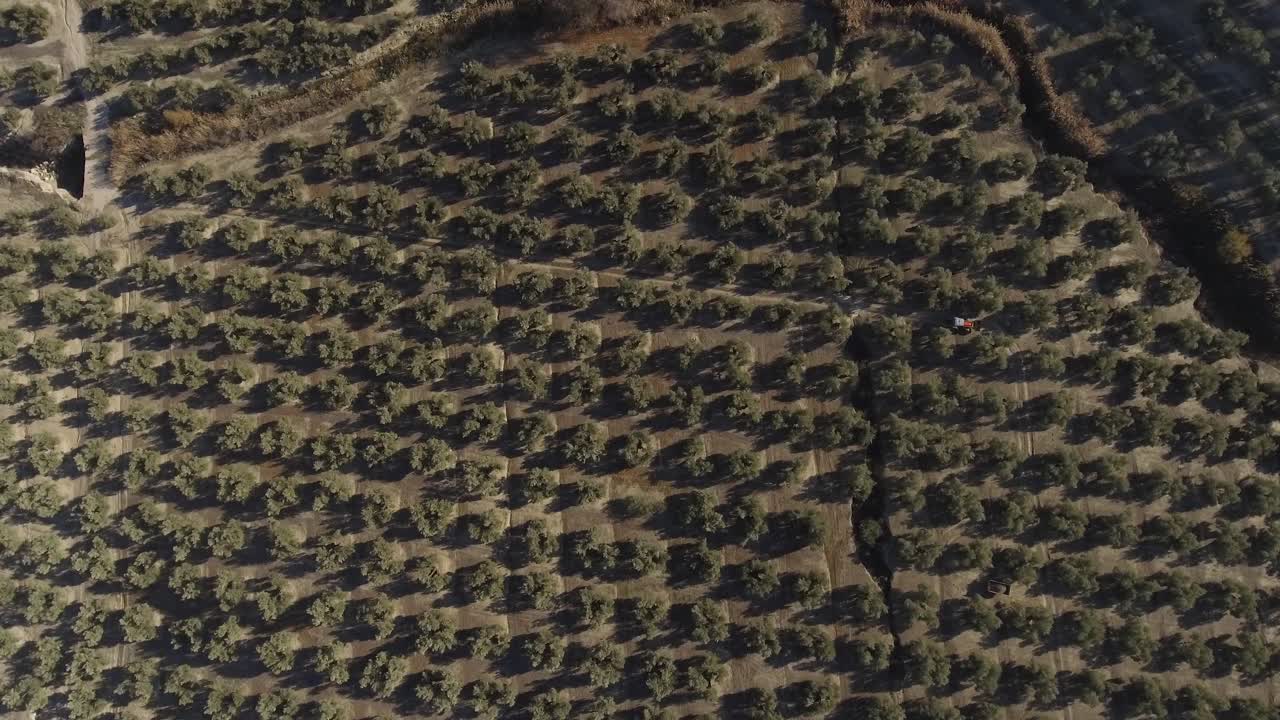 마른 땅이 있는 언덕 위의 올리브 과수원에 있는 올리브 나무의 규칙적인 줄을 위에서 아래로 공중 촬영한 것