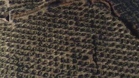 una toma aérea de arriba hacia abajo de hileras regulares de olivos en un olivar en una colina con tierra seca