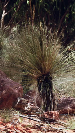 australian grass tree in the outback