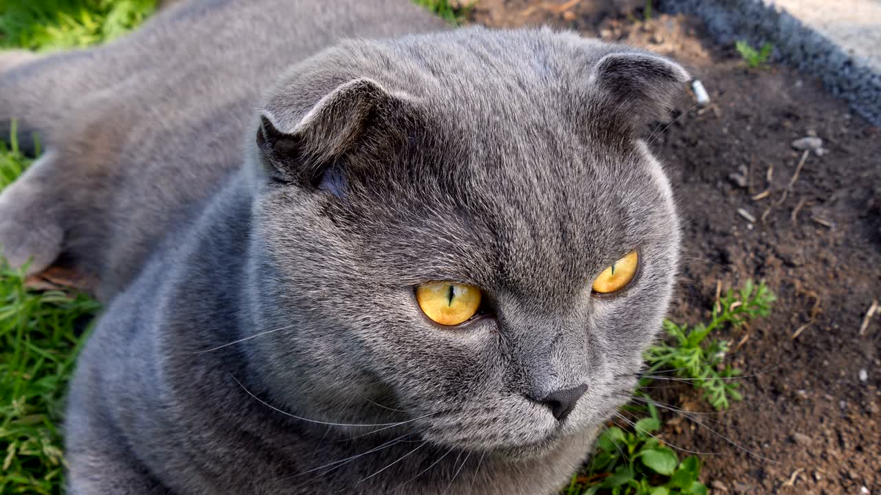 gato escocés tendido en el césped