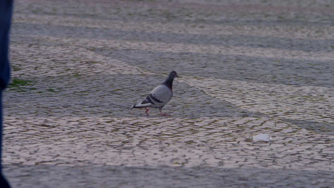 포르투갈 나자레 해변 마을의 조약돌 거리를 걷고 있는 비둘기