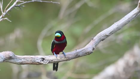 black-and-red broadbill, cymbirhynchus macrorhynchos, kaeng krachan, thailand