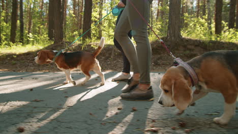 couple walking dogs in the forest