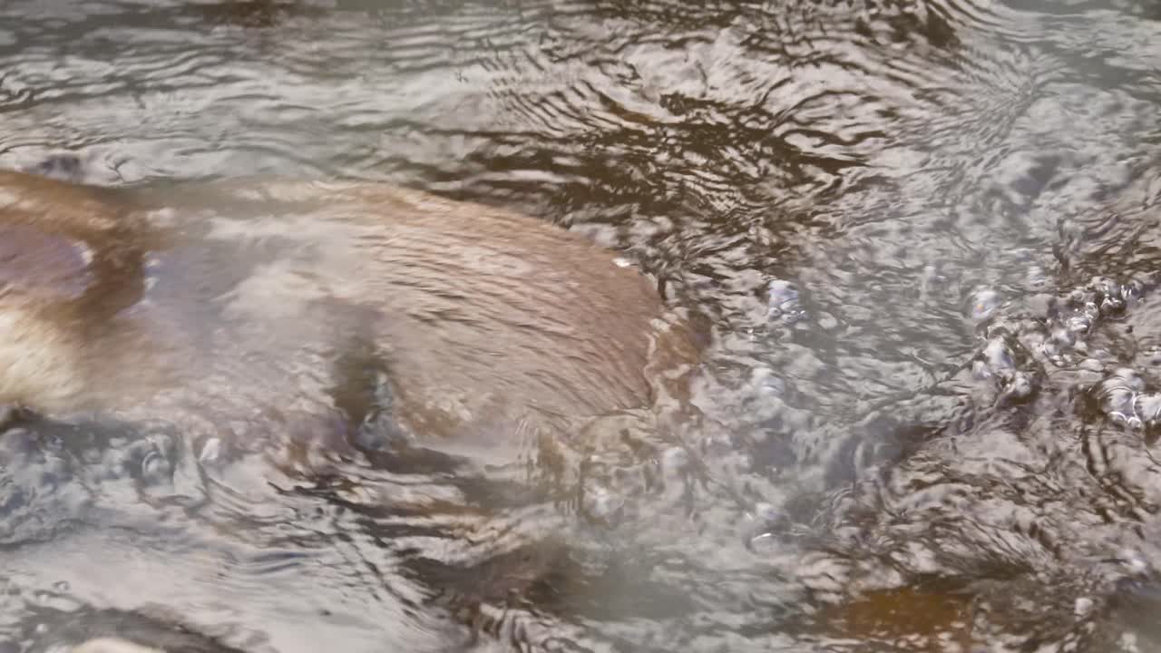 крупный план с высоким углом съемки двух милых игривых выдр, которые катаются и кружатся, взаимодействуя друг с другом в реке