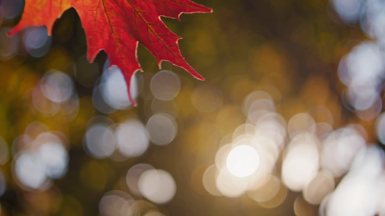 The video captures a serene autumn scene with a vibrant red leaf in focus against a blurred, sunlit